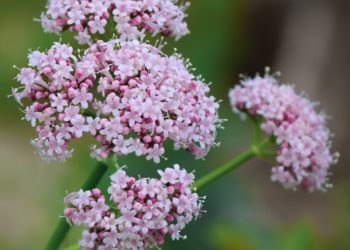 valeriana