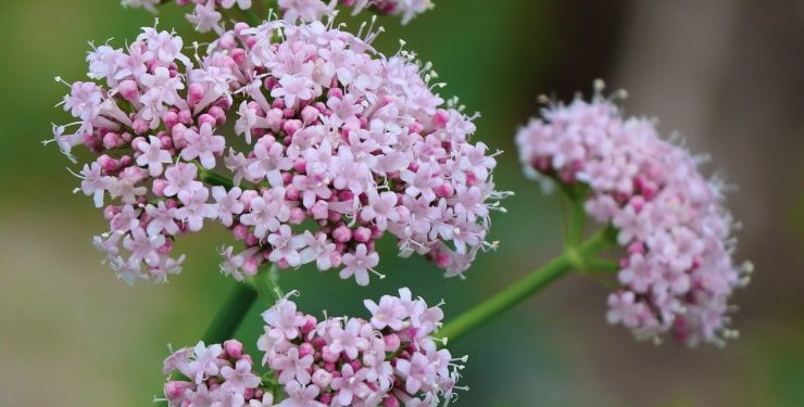valeriana